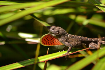 Lizard on Leaf in Kauai