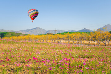 hot air balloon in the field, over the cosmos flowers, nature background 