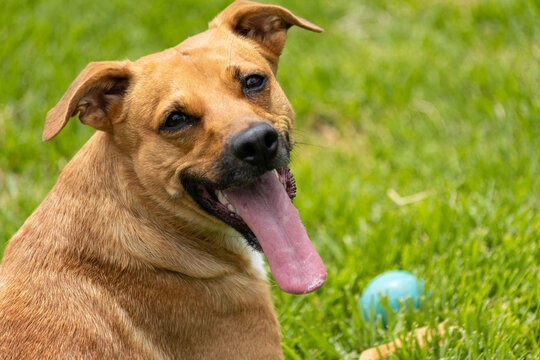 Perro amarillo saca la lengua mientras esta acostado en el pasto junto a su pelota azul.