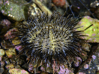 サンショウウニ