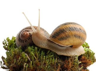 Common garden snails on green moss against white background, closeup