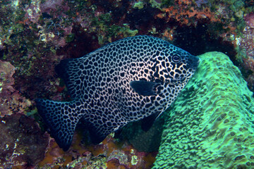 Obraz premium イシガキダイ