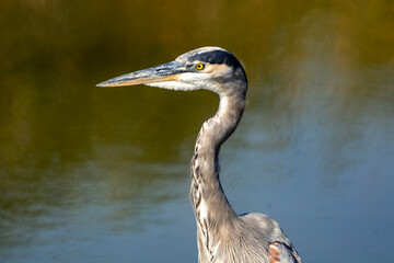 great blue heron