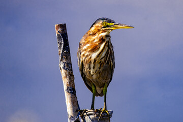 green heron