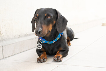 Cachorro Dachshund