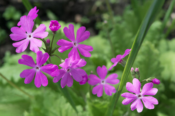 Flowers in the garden. Lilac spring primroses with pale green leaves. Close-up. Garden primroses 