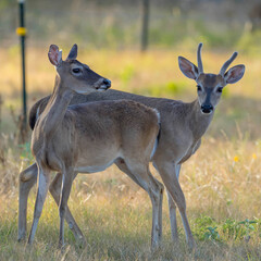 Deer