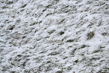 Snow covered ground during blizzard white storm, snowflakes falling. The texture of last year's thawed grass under falling snow during a heavy snowstorm in January