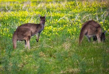 Some shy Western Grey kangaroos  macropus fuliginosus grazing in the green grassy field near Australind , Western Australia on a cloudy afternoon in spring  are a popular Australian icon.