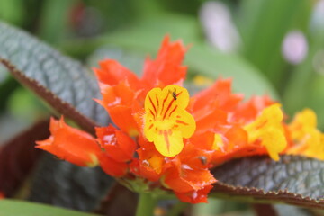 Chrysothemis pulchella (also known as sunset bells, black flamingo, copper leaf or simply chryothemis