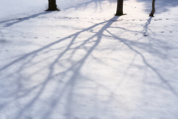 Naklejka na ściany i meble 木の影が美しい雪深い森の風景