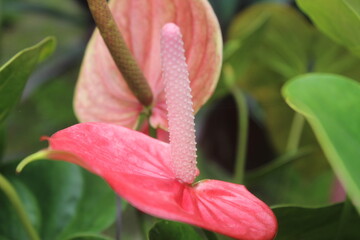 Beautiful Red Calla Lily flower