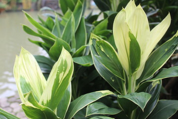 Obraz premium close up of a green and white leave 