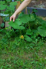 Close up of a woman’s hand touching a leaf  in the garden - a woman’s hand reaching out and tending the squash plants in her backyard garden 