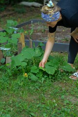 close up of woman in her garden in the evening Midwest - a woman reaching down to tend the squash plants in her yard 