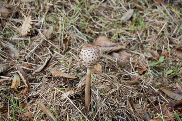 Naissance d'un jeune champignon .