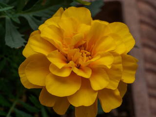 Yellow flower  with single bee