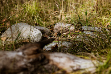 snail in the grass