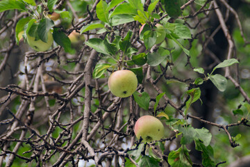 apples on tree