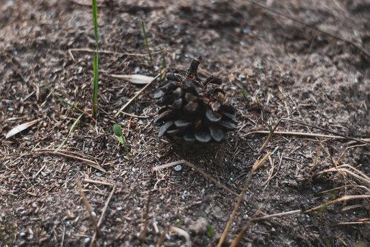 ants on the ground in forest