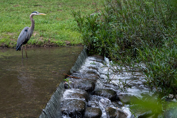 Great Blue Heron