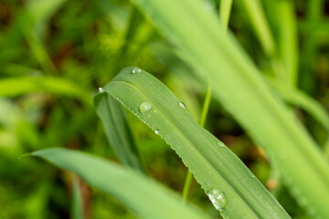 Water droplets on grass