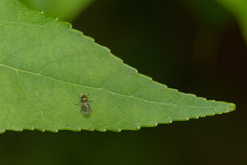 fly on a leaf