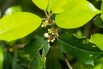 Leaf