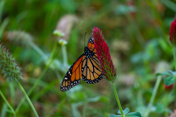 Monarch butterflies 