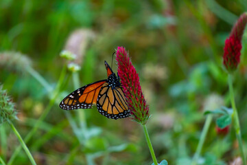 Fototapeta na wymiar Monarch butterflies 