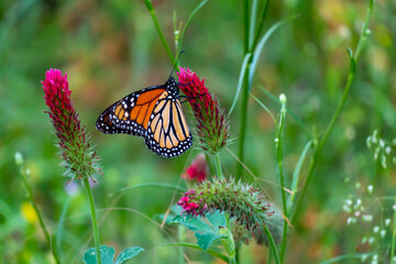 Monarch butterflies 