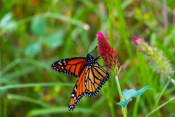 Fototapeta na wymiar Monarch butterflies 