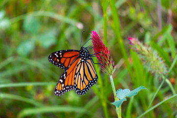 Monarch butterflies 