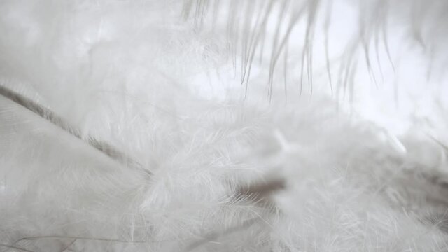 The beautiful feathers of a bird. The concept of softness tenderness and comfort.