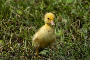 Mother duck and the ducklings