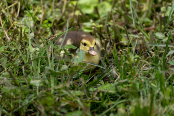 Mother duck and the ducklings