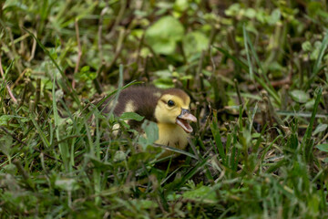 Mother duck and the ducklings