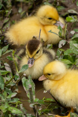 Mother duck and the ducklings