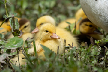 Mother duck and the ducklings