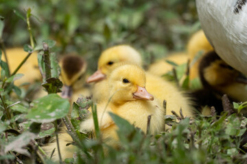 Mother duck and the ducklings