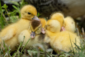 Mother duck and the ducklings