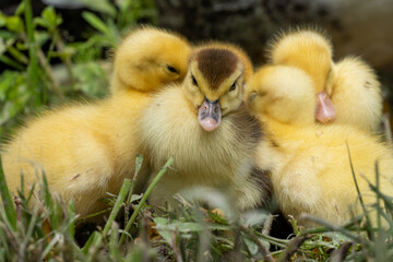 Mother duck and the ducklings