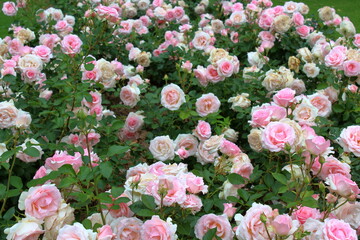 pink and white flowers