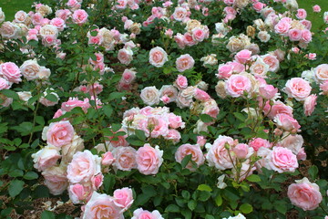 pink and white flowers