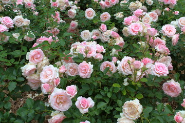 pink and white roses