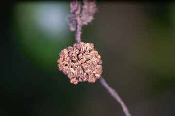 close up of a flower