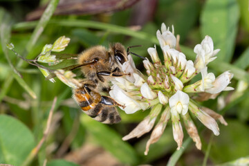 bee on a flower