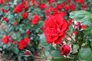 red rose in the garden