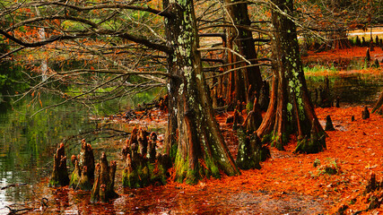 autumn in the forest