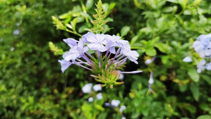 forget me not flower